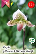 画像8: 【抹茶色のグラデーションが美しい♫】Paph.(Macabre‘Red Sea’×Hamana Jets’Power Wing’BM/IOK)　（交配種）パフィオペディラム　（マカーブ×ハマナジェット） (8)