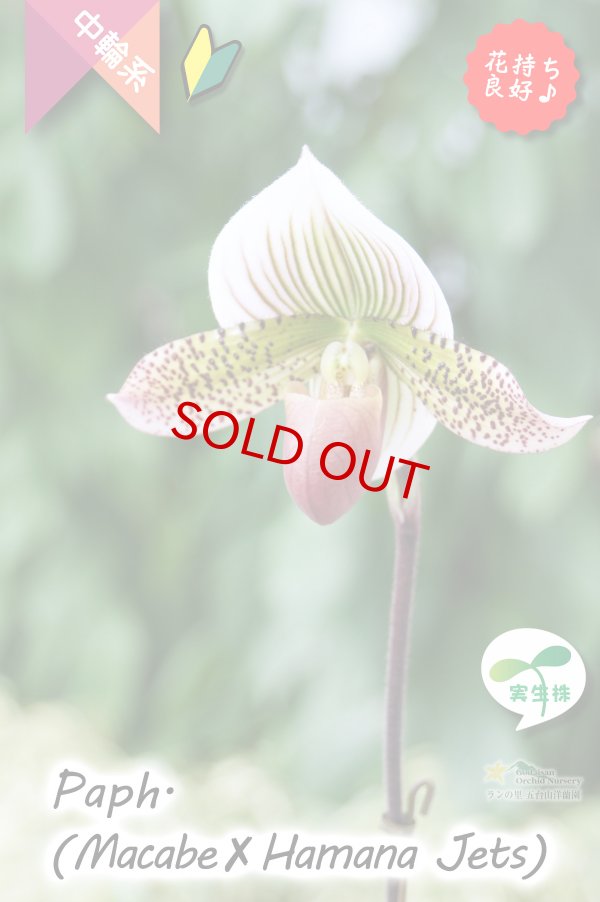 画像8: 【抹茶色のグラデーションが美しい♫】Paph.(Macabre‘Red Sea’×Hamana Jets’Power Wing’BM/IOK)　（交配種）パフィオペディラム　（マカーブ×ハマナジェット） (8)