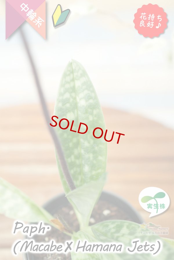 画像9: 【抹茶色のグラデーションが美しい♫】Paph.(Macabre‘Red Sea’×Hamana Jets’Power Wing’BM/IOK)　（交配種）パフィオペディラム　（マカーブ×ハマナジェット） (9)