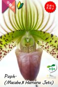画像5: 【抹茶色のグラデーションが美しい♫】Paph.(Macabre‘Red Sea’×Hamana Jets’Power Wing’BM/IOK)　（交配種）パフィオペディラム　（マカーブ×ハマナジェット） (5)