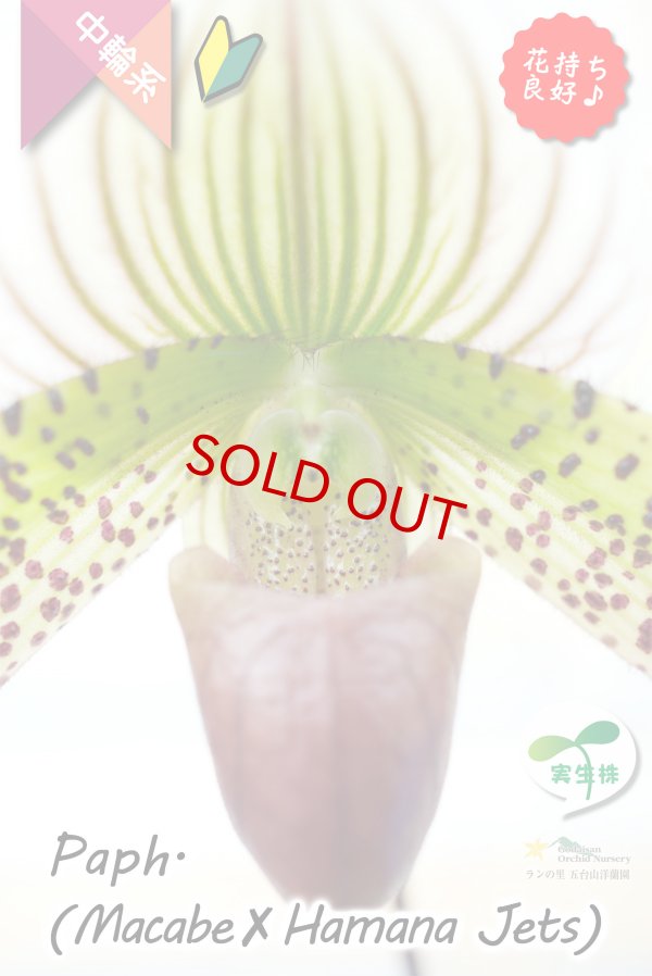 画像5: 【抹茶色のグラデーションが美しい♫】Paph.(Macabre‘Red Sea’×Hamana Jets’Power Wing’BM/IOK)　（交配種）パフィオペディラム　（マカーブ×ハマナジェット） (5)