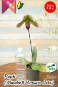 画像10: 【抹茶色のグラデーションが美しい♫】Paph.(Macabre‘Red Sea’×Hamana Jets’Power Wing’BM/IOK)　（交配種）パフィオペディラム　（マカーブ×ハマナジェット） (10)
