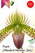 画像4: 【抹茶色のグラデーションが美しい♫】Paph.(Macabre‘Red Sea’×Hamana Jets’Power Wing’BM/IOK)　（交配種）パフィオペディラム　（マカーブ×ハマナジェット） (4)