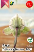 画像6: 【抹茶色のグラデーションが美しい♫】Paph.(Macabre‘Red Sea’×Hamana Jets’Power Wing’BM/IOK)　（交配種）パフィオペディラム　（マカーブ×ハマナジェット） (6)
