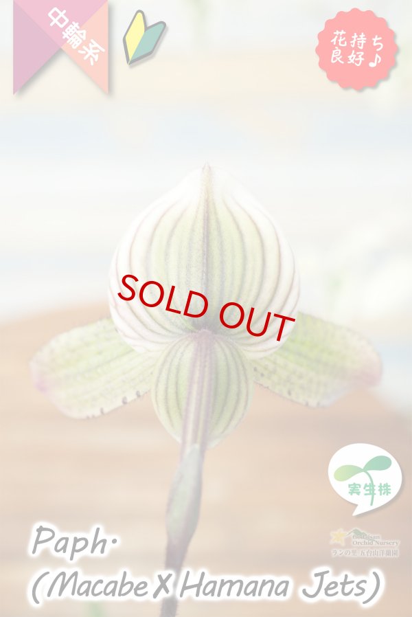 画像6: 【抹茶色のグラデーションが美しい♫】Paph.(Macabre‘Red Sea’×Hamana Jets’Power Wing’BM/IOK)　（交配種）パフィオペディラム　（マカーブ×ハマナジェット） (6)