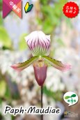 画像1: 【まるで王冠をつけたかのような大きなドーサルが魅力♪】Paph.Maudiae（交配種）パフィオペディラム　モーディエ (1)