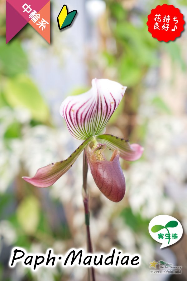 画像3: 【まるで王冠をつけたかのような大きなドーサルが魅力♪】Paph.Maudiae（交配種）パフィオペディラム　モーディエ (3)