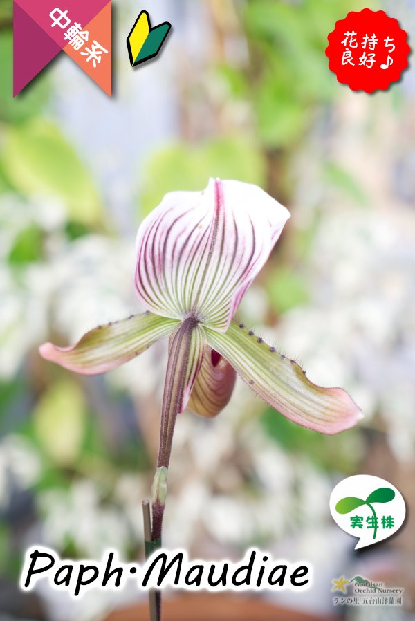 画像7: 【まるで王冠をつけたかのような大きなドーサルが魅力♪】Paph.Maudiae（交配種）パフィオペディラム　モーディエ (7)