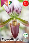 画像2: 【まるで王冠をつけたかのような大きなドーサルが魅力♪】Paph.Maudiae（交配種）パフィオペディラム　モーディエ (2)