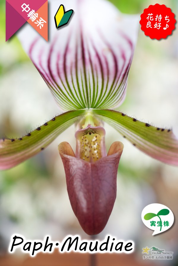 画像2: 【まるで王冠をつけたかのような大きなドーサルが魅力♪】Paph.Maudiae（交配種）パフィオペディラム　モーディエ (2)