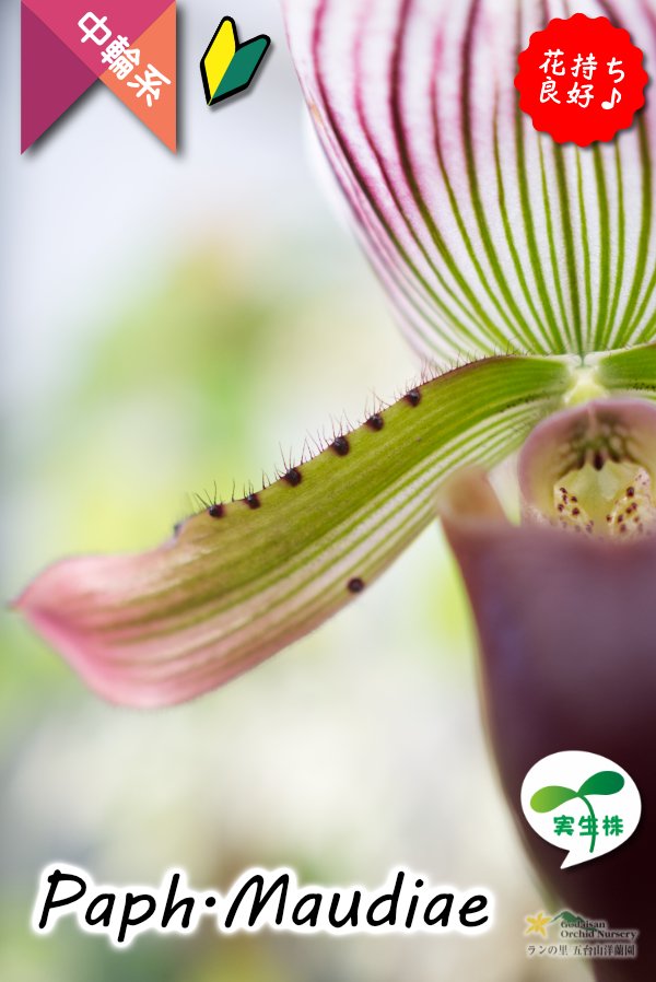 画像5: 【まるで王冠をつけたかのような大きなドーサルが魅力♪】Paph.Maudiae（交配種）パフィオペディラム　モーディエ (5)