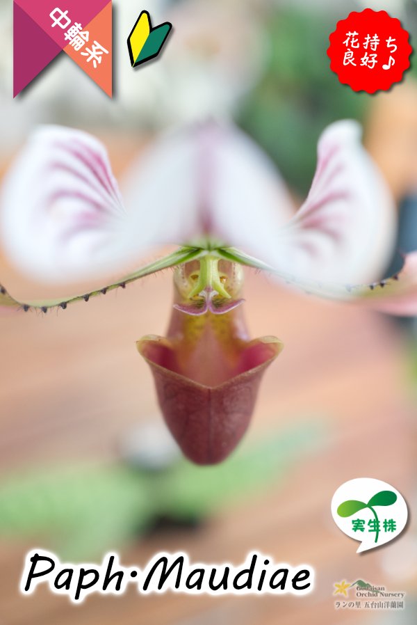 画像6: 【まるで王冠をつけたかのような大きなドーサルが魅力♪】Paph.Maudiae（交配種）パフィオペディラム　モーディエ (6)