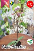 画像8: 【まるで王冠をつけたかのような大きなドーサルが魅力♪】Paph.Maudiae（交配種）パフィオペディラム　モーディエ (8)