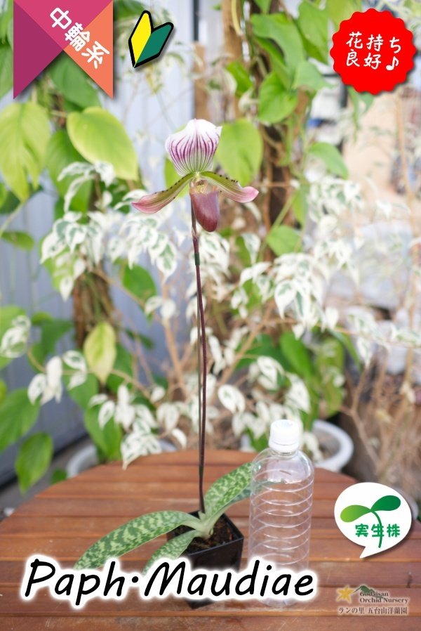 画像9: 【まるで王冠をつけたかのような大きなドーサルが魅力♪】Paph.Maudiae（交配種）パフィオペディラム　モーディエ (9)