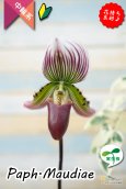 画像2: 【アート作品のようなディティール♫パフィオ交配種】Paph.Maudiae（交配種）パフィオペディラム　モーディー (2)
