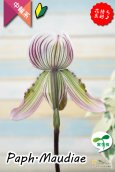 画像9: 【アート作品のようなディティール♫パフィオ交配種】Paph.Maudiae（交配種）パフィオペディラム　モーディー (9)