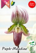 画像1: 【アート作品のようなディティール♫パフィオ交配種】Paph.Maudiae（交配種）パフィオペディラム　モーディー (1)