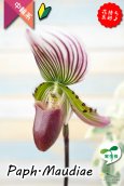 画像8: 【アート作品のようなディティール♫パフィオ交配種】Paph.Maudiae（交配種）パフィオペディラム　モーディー (8)