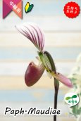 画像7: 【アート作品のようなディティール♫パフィオ交配種】Paph.Maudiae（交配種）パフィオペディラム　モーディー (7)