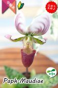 画像6: 【アート作品のようなディティール♫パフィオ交配種】Paph.Maudiae（交配種）パフィオペディラム　モーディー (6)