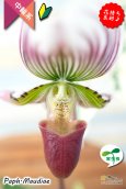画像5: 【アート作品のようなディティール♫パフィオ交配種】Paph.Maudiae（交配種）パフィオペディラム　モーディー (5)
