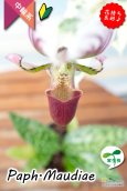 画像4: 【アート作品のようなディティール♫パフィオ交配種】Paph.Maudiae（交配種）パフィオペディラム　モーディー (4)