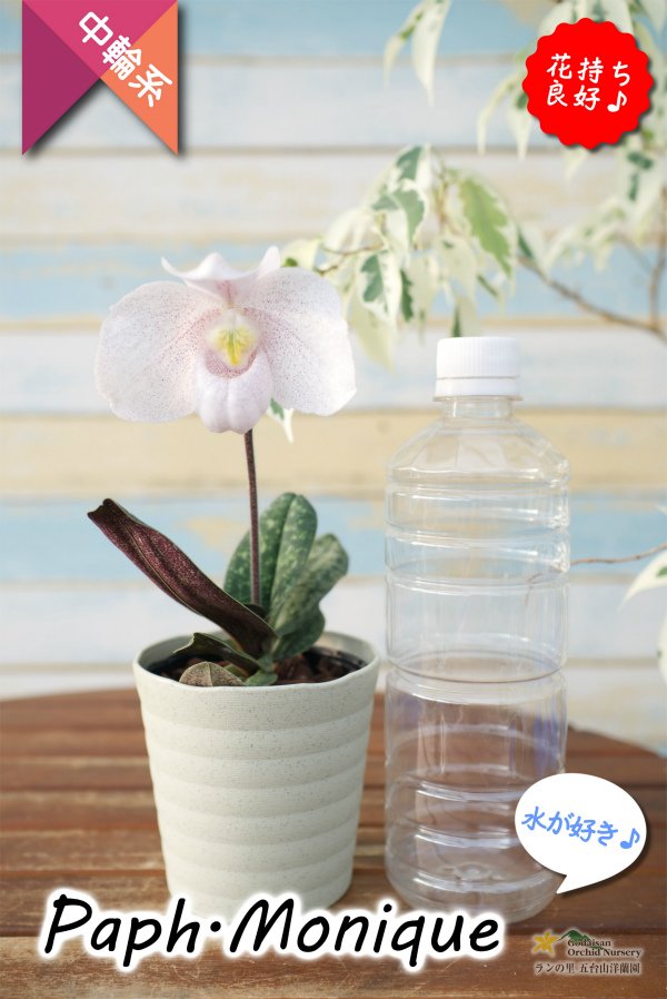 画像8: 【ダンボの耳のような花姿が可愛いパフィオ♫】Paph.Monique（交配種）パフィオペディラム　モニーク (8)