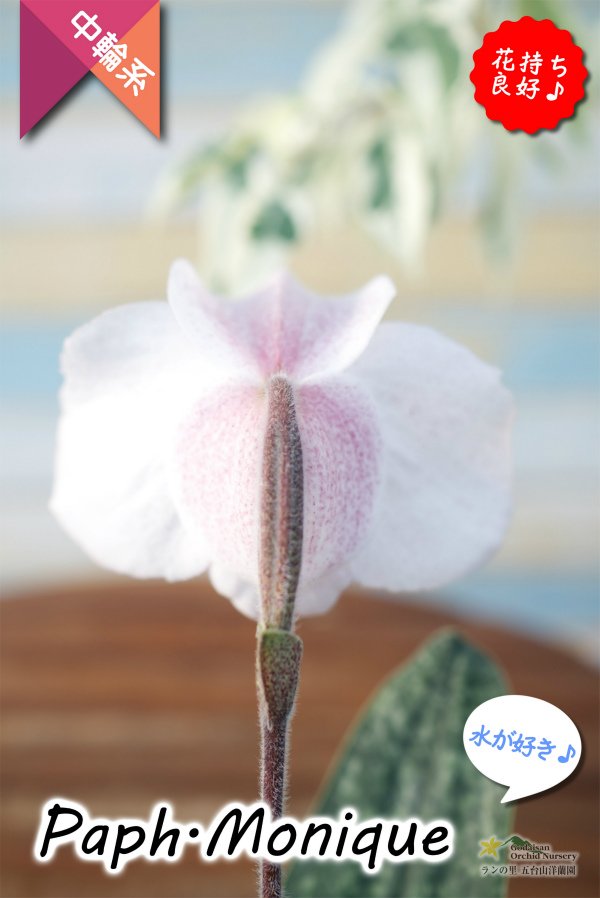 画像4: 【ダンボの耳のような花姿が可愛いパフィオ♫】Paph.Monique（交配種）パフィオペディラム　モニーク (4)