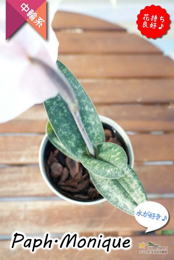 画像6: 【ダンボの耳のような花姿が可愛いパフィオ♫】Paph.Monique（交配種）パフィオペディラム　モニーク (6)