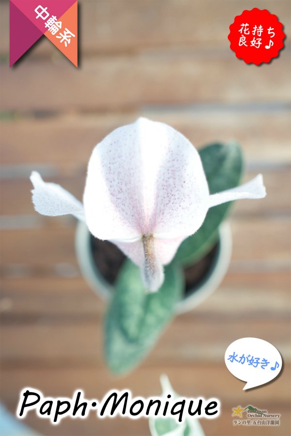 画像5: 【ダンボの耳のような花姿が可愛いパフィオ♫】Paph.Monique（交配種）パフィオペディラム　モニーク (5)