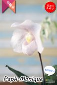 画像2: 【ダンボの耳のような花姿が可愛いパフィオ♫】Paph.Monique（交配種）パフィオペディラム　モニーク (2)
