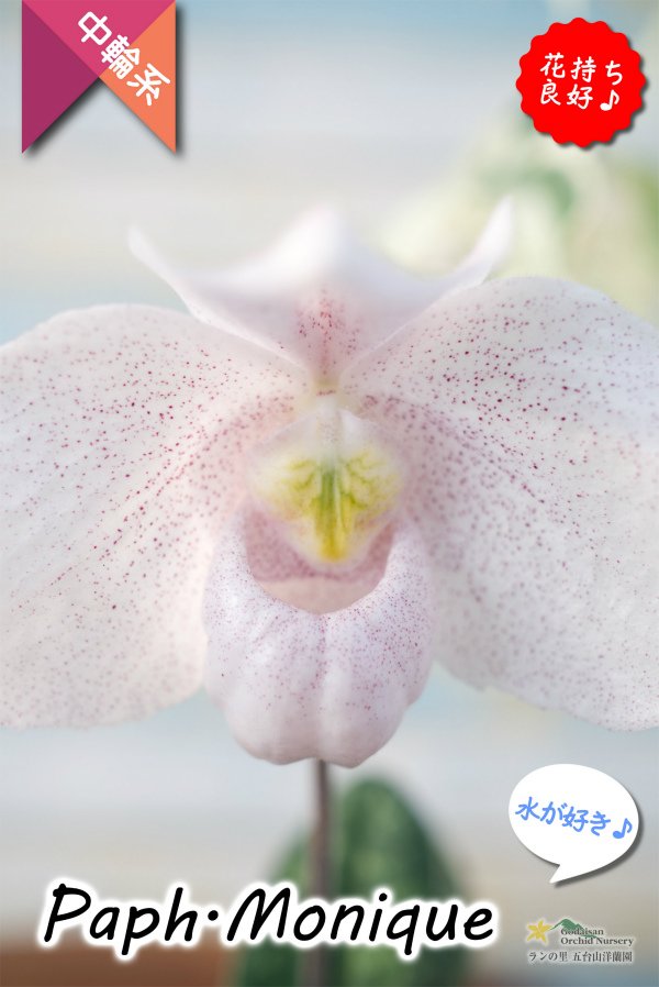 画像3: 【ダンボの耳のような花姿が可愛いパフィオ♫】Paph.Monique（交配種）パフィオペディラム　モニーク (3)