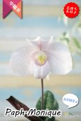 画像1: 【ダンボの耳のような花姿が可愛いパフィオ♫】Paph.Monique（交配種）パフィオペディラム　モニーク (1)