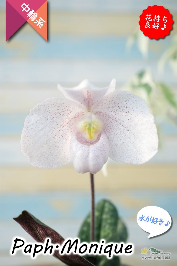 画像1: 【ダンボの耳のような花姿が可愛いパフィオ♫】Paph.Monique（交配種）パフィオペディラム　モニーク (1)