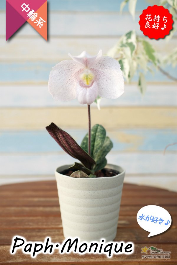 画像7: 【ダンボの耳のような花姿が可愛いパフィオ♫】Paph.Monique（交配種）パフィオペディラム　モニーク (7)