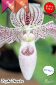 画像5: 【エキゾチックな雰囲気が素敵♫】Paph.Phoebe（交配種）パフィオペディラム　フォエベ (5)