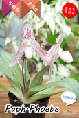 画像7: 【エキゾチックな雰囲気が素敵♫】Paph.Phoebe（交配種）パフィオペディラム　フォエベ (7)