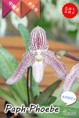 画像1: 【エキゾチックな雰囲気が素敵♫】Paph.Phoebe（交配種）パフィオペディラム　フォエベ (1)
