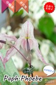 画像6: 【エキゾチックな雰囲気が素敵♫】Paph.Phoebe（交配種）パフィオペディラム　フォエベ (6)