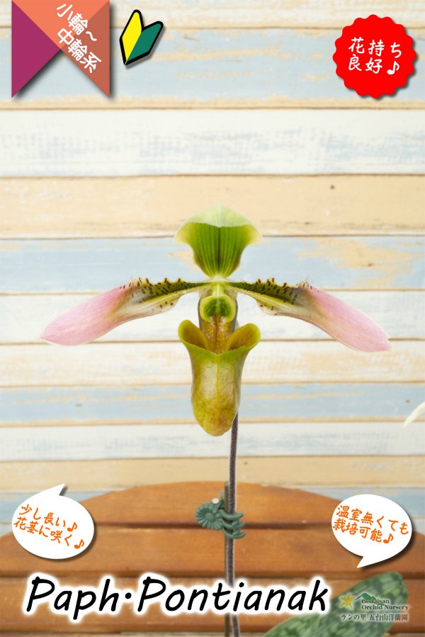 画像6: 【美しいグラデーションカラーの花♫】Paph.Pontianak（交配種）パフィオペディラム　ポンティアナック (6)