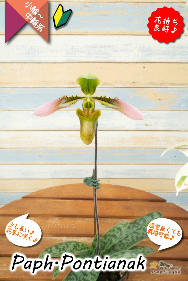 画像5: 【美しいグラデーションカラーの花♫】Paph.Pontianak（交配種）パフィオペディラム　ポンティアナック (5)