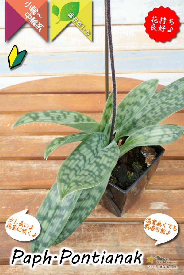 画像10: 【美しいグラデーションカラーの花♫】Paph.Pontianak（交配種）パフィオペディラム　ポンティアナック (10)