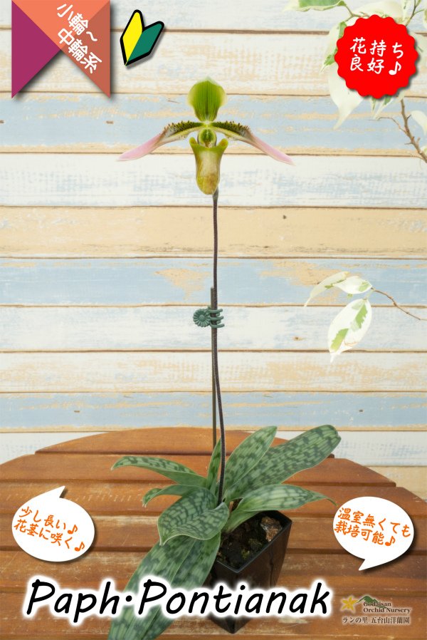 画像4: 【美しいグラデーションカラーの花♫】Paph.Pontianak（交配種）パフィオペディラム　ポンティアナック (4)