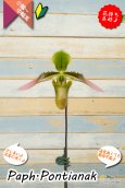 画像1: 【美しいグラデーションカラーの花♫】Paph.Pontianak（交配種）パフィオペディラム　ポンティアナック (1)