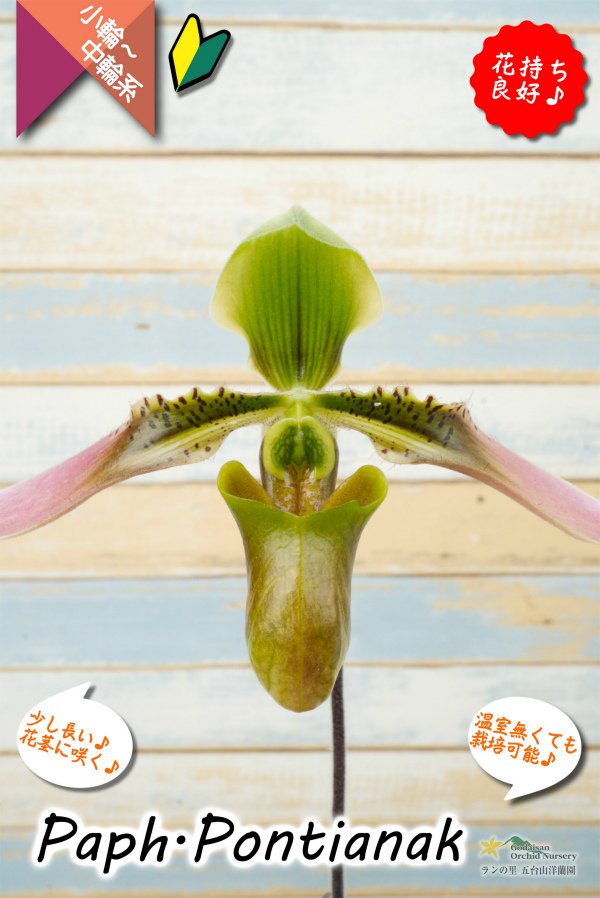 画像2: 【美しいグラデーションカラーの花♫】Paph.Pontianak（交配種）パフィオペディラム　ポンティアナック (2)