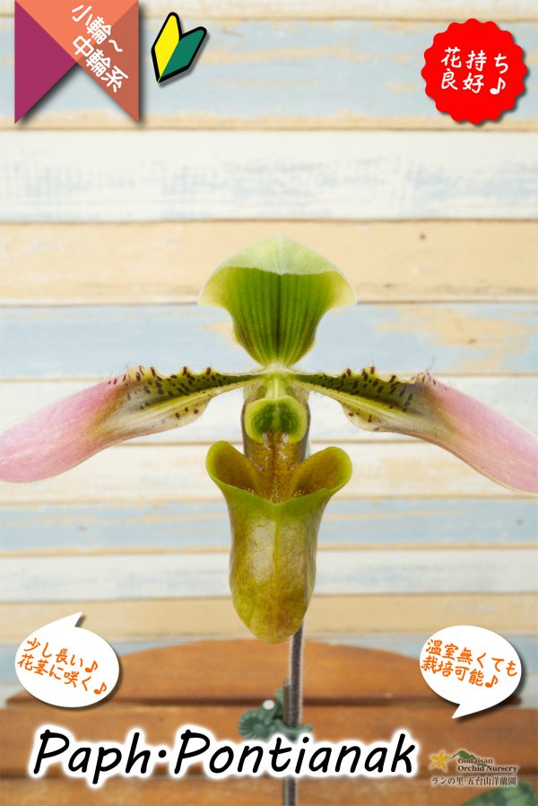 画像3: 【美しいグラデーションカラーの花♫】Paph.Pontianak（交配種）パフィオペディラム　ポンティアナック (3)