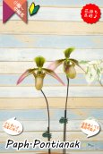 画像9: 【美しいグラデーションカラーの花♫】Paph.Pontianak（交配種）パフィオペディラム　ポンティアナック (9)