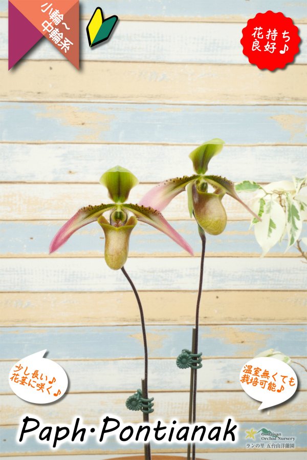 画像9: 【美しいグラデーションカラーの花♫】Paph.Pontianak（交配種）パフィオペディラム　ポンティアナック (9)