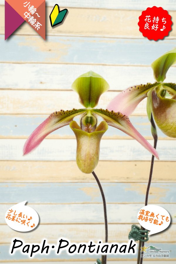 画像7: 【美しいグラデーションカラーの花♫】Paph.Pontianak（交配種）パフィオペディラム　ポンティアナック (7)