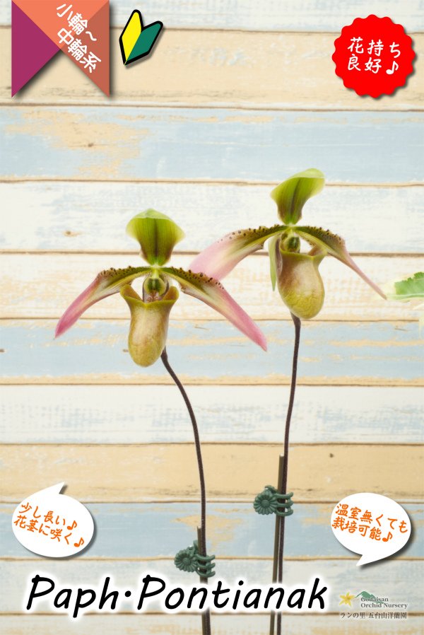 画像8: 【美しいグラデーションカラーの花♫】Paph.Pontianak（交配種）パフィオペディラム　ポンティアナック (8)